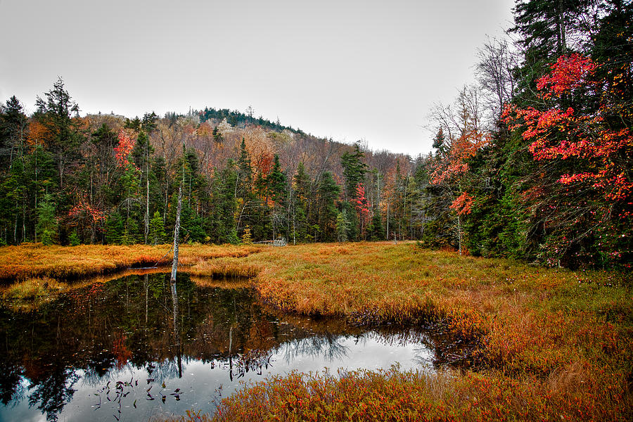 The Marsh near Fly Pond Photograph by David Patterson