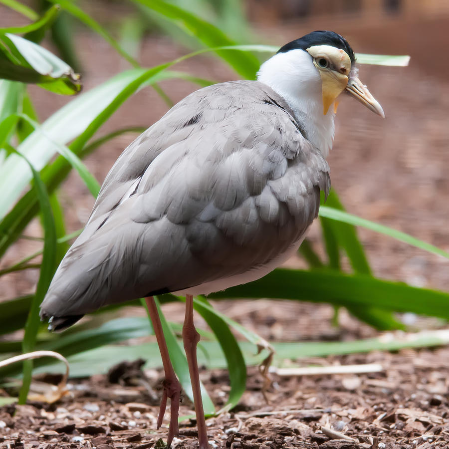 Lapwing Photograph - The Masked Lapwing Vanellus miles previously known as the Mask by Alex Grichenko