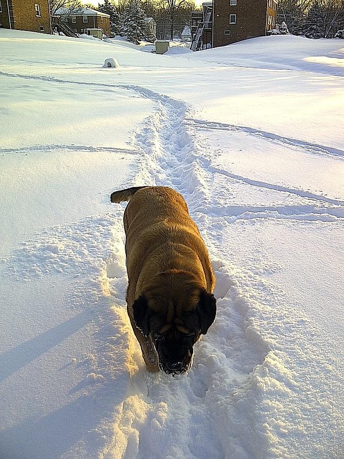 The Mastiff In Winter Photograph by Susan Carella