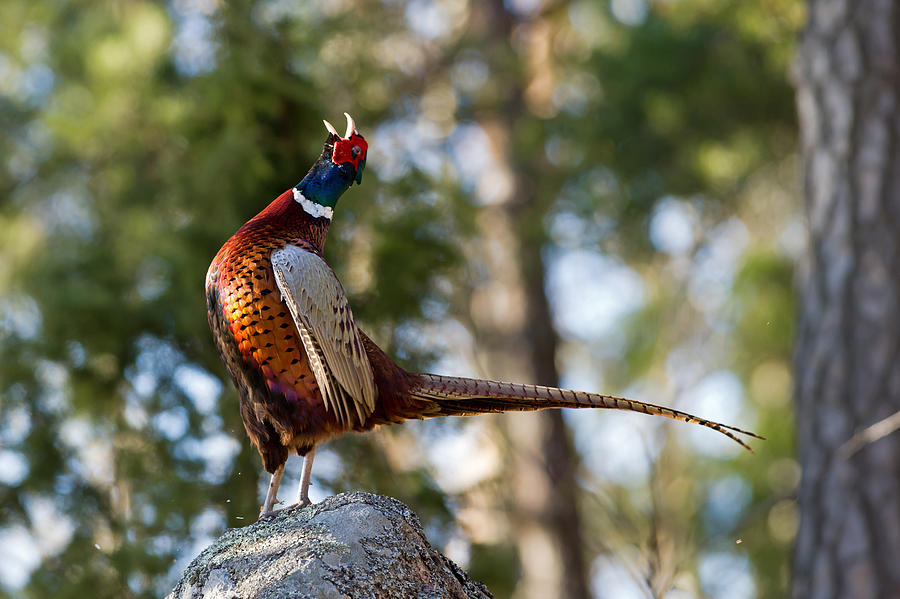Pheasant Photograph - The mating call by Torbjorn Swenelius