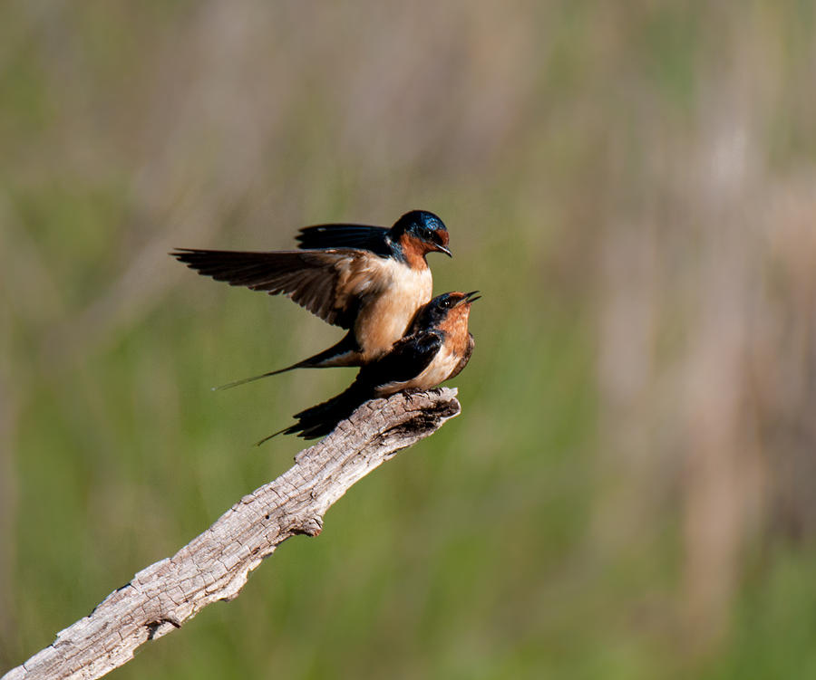 Bird Photograph - The Mating Dance by Jean Cardia
