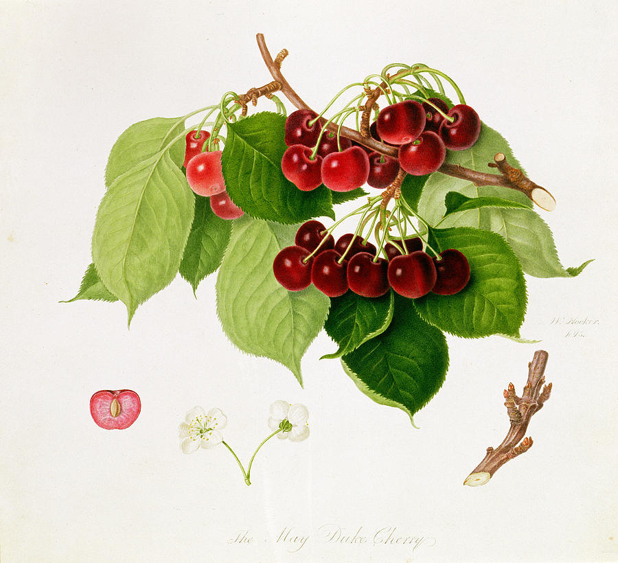 Flower Painting - The May Duke Cherry by William Hooker
