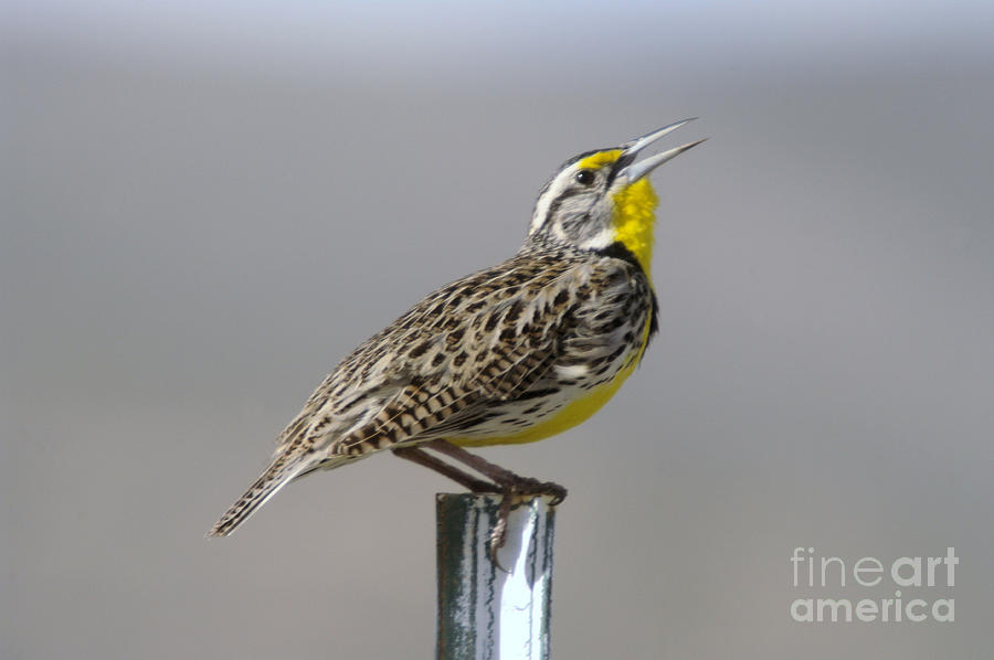 Bird Photograph - The Meadowlark Sings  by Jeff Swan