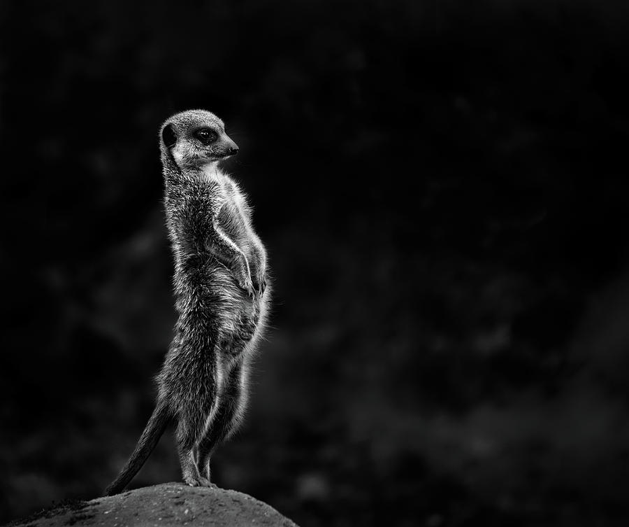 The Meerkat Photograph by Greetje Van Son