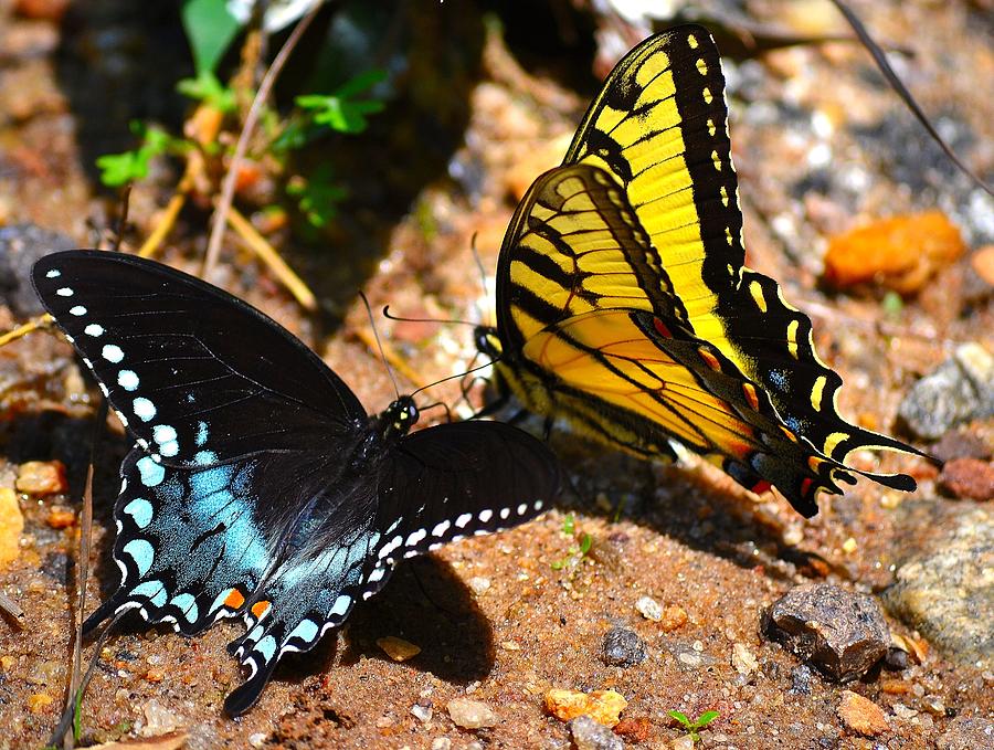 The Meeting of the Butterflies Photograph by Tara Potts