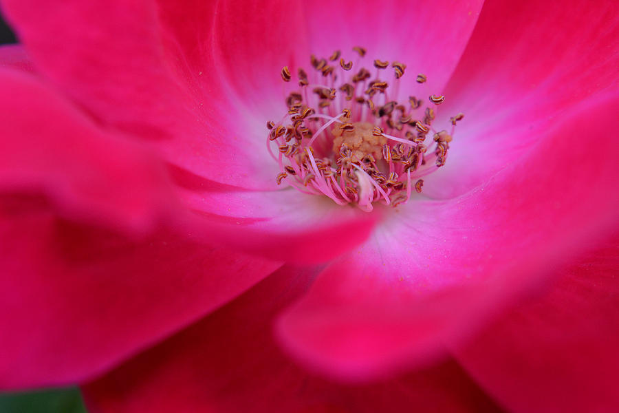The Melody of a Flower Photograph by Melanie Moraga