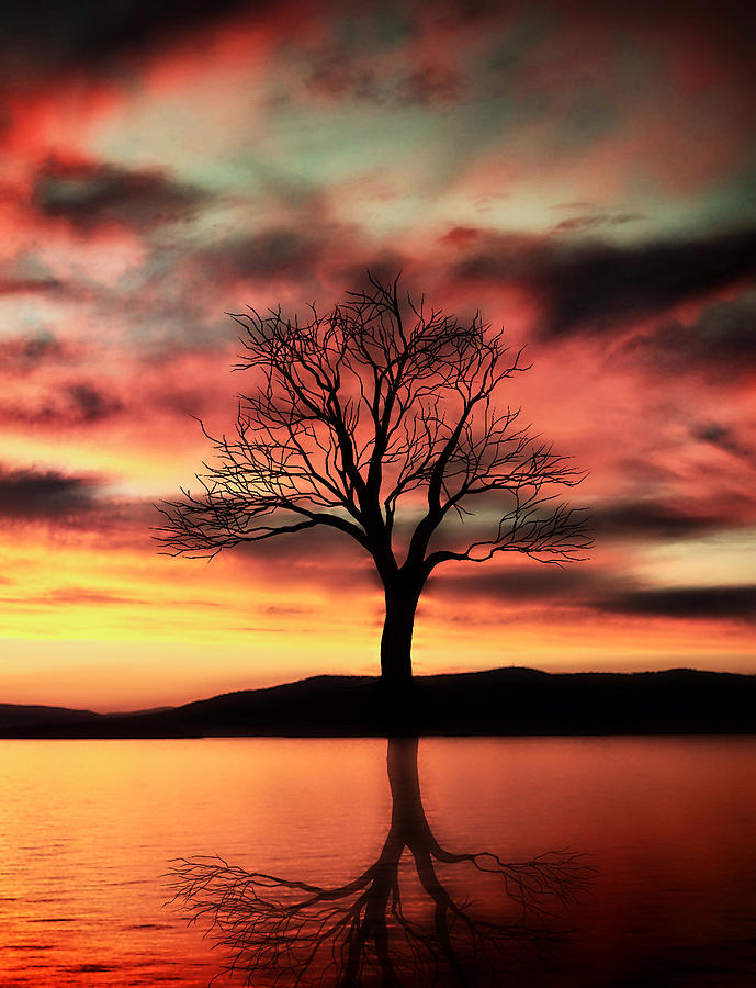 Sunset Photograph - The Memory Tree by Ally  White
