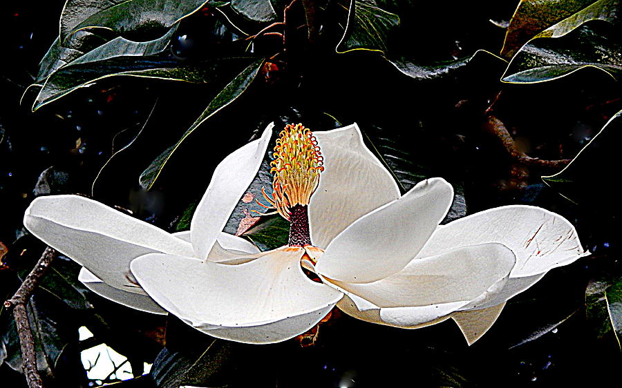 New Orleans Metamorphous Of The Southern Magnolia Spring Equinox In Louisiana Photograph by Michael Hoard