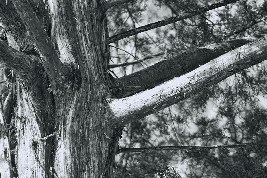 The Mighty Cedar In Black And White Photograph by Kathy Clark