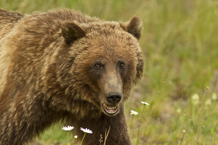 The mighty Grizzly Photograph by Pedro Delmas - Fine Art America