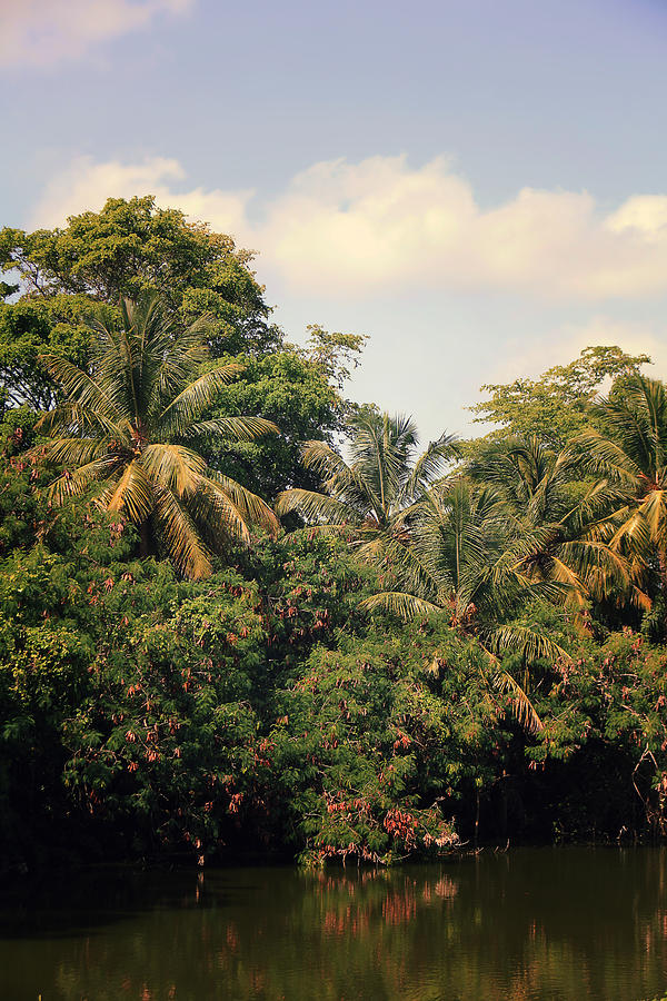 Tree Photograph - The Mighty Jungle by Laurie Search