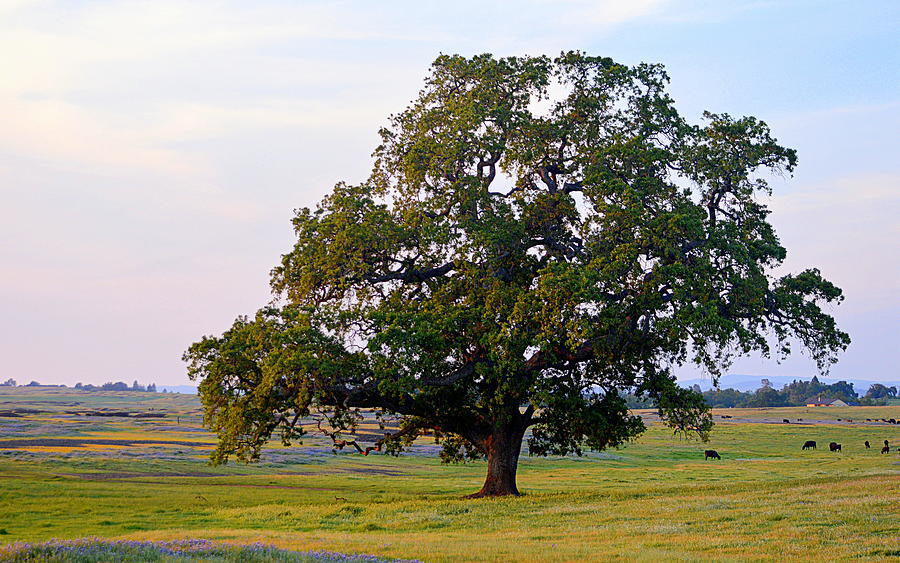 The Mighty Oak Photograph by AJ  Schibig