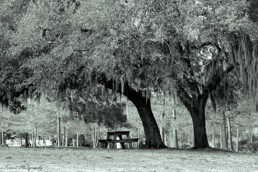 The Mighty Oak Photograph by Debra Forand