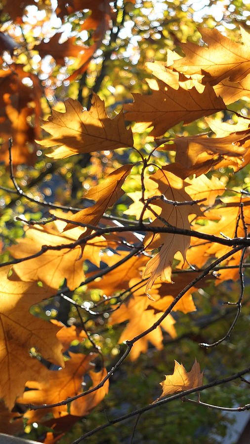 Fall Photograph - The Mighty Oak by Jennifer Lake