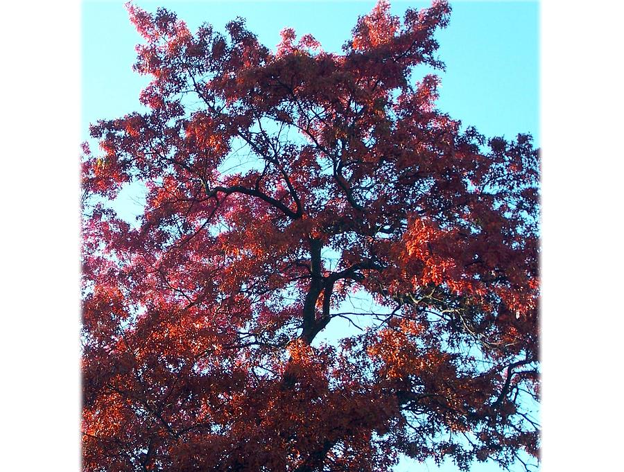 The Mighty Oak Photograph by Lila Mattison
