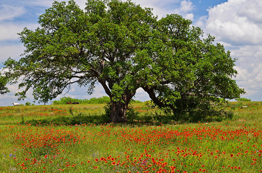 Tree Photograph - The Mighty Oak by Lynn Bauer