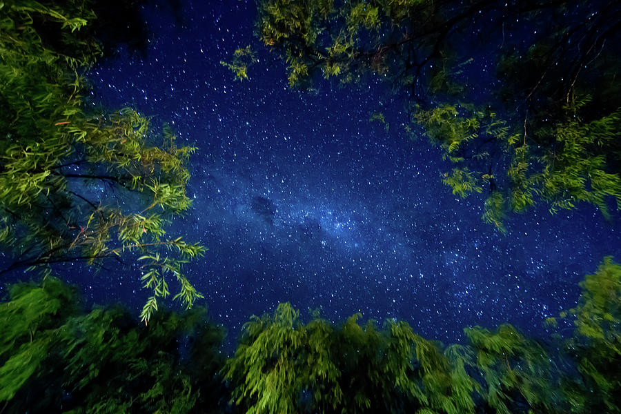The Milky Way Forest Photograph by Stuart Main Photography