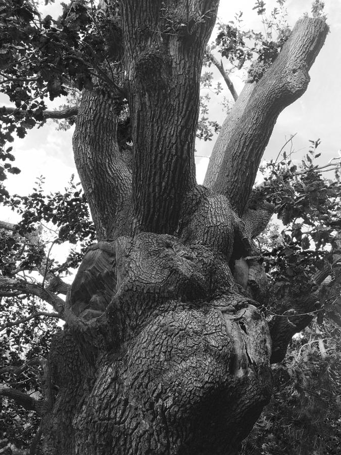 The Minchenden Oak II  Photograph by Kate Gibson Oswald