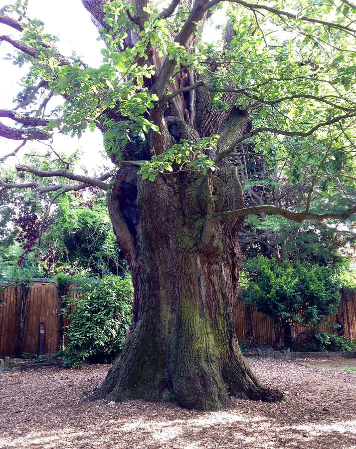The Minchenden Oak  Photograph by Kate Gibson Oswald