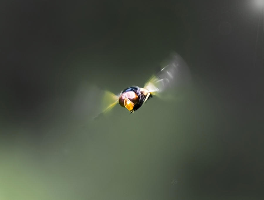 Nature Photograph - The Miracle Of Flight  by Steven Poulton