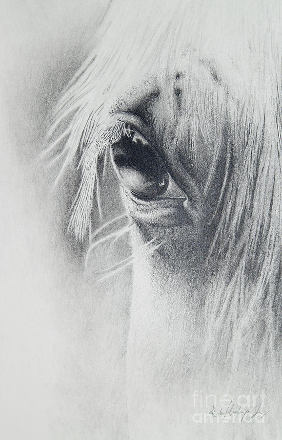 Horse Drawing - The Mirror by Katie Hendrix Long