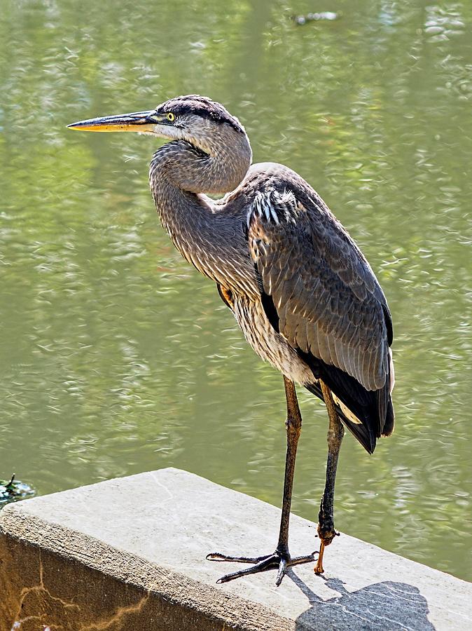 Heron Photograph - The  Misfortunate Blue Heron by Lanis Rossi