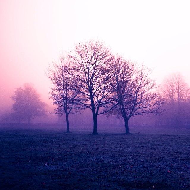Tree Photograph - The Mist, England by Aleck Cartwright