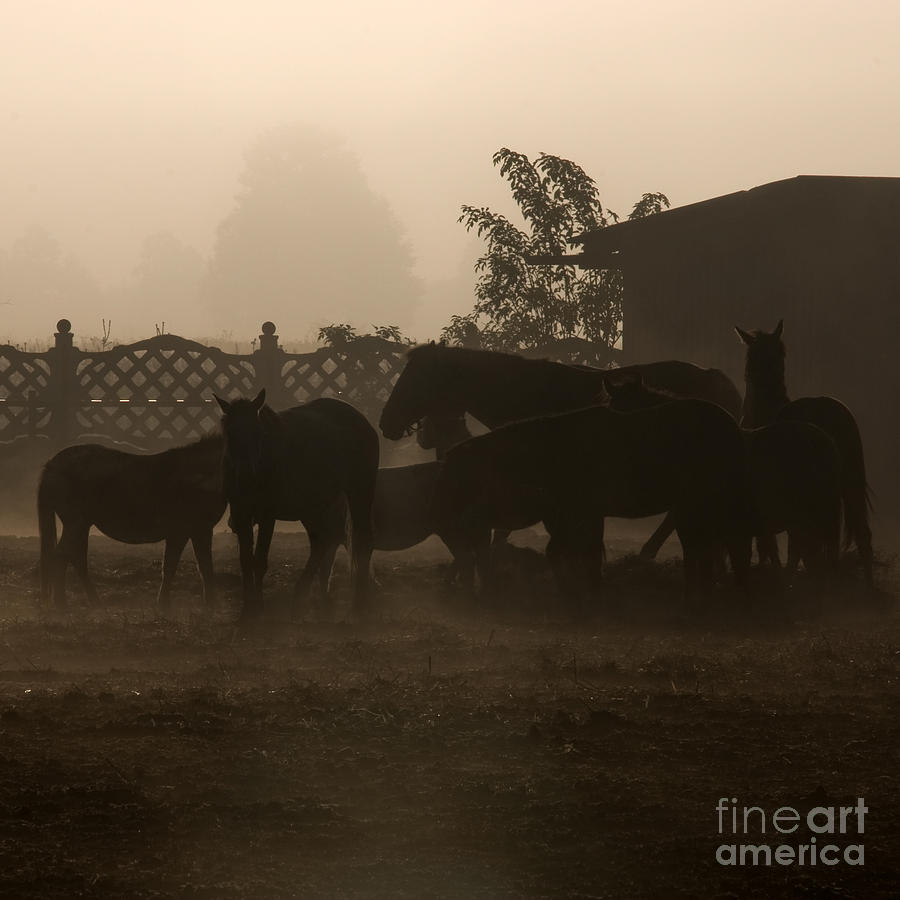 The misty morning Photograph by Ang El