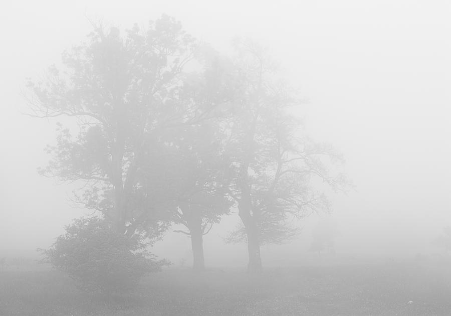 The misty tree family. Photograph by Alstair Thane - Fine Art America