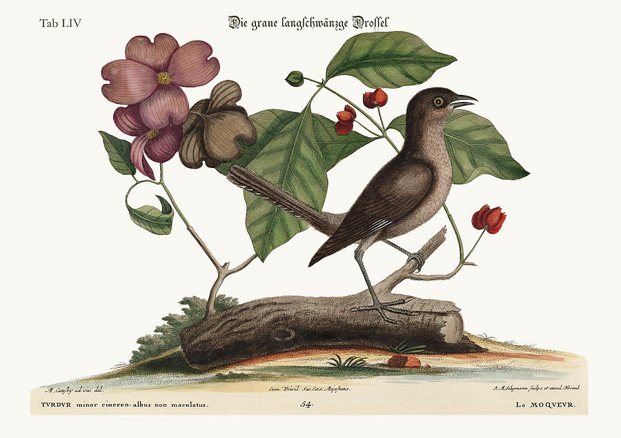 Mark Catesby Drawing - The Mock-Bird by Splendid Art Prints