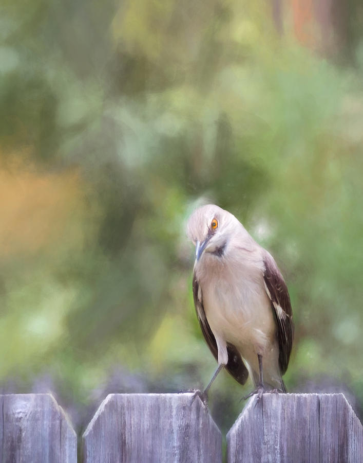 The Mockingbird Photograph by David and Carol Kelly