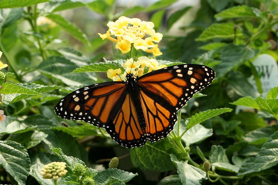 The Monarch Photograph by Barbara S Nickerson