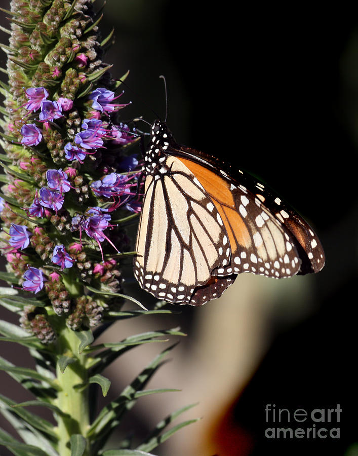 Butterfly Photograph - The Monarch Butterflie 2015 by Monterey County Historical Society