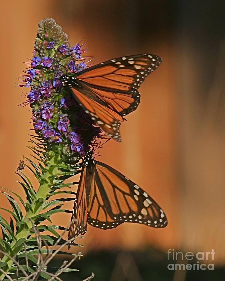 Monarch Butterflies Photograph - Monarch Butterflies of Pacific Grove by Pat Hathaway  2015 by Monterey County Historical Society