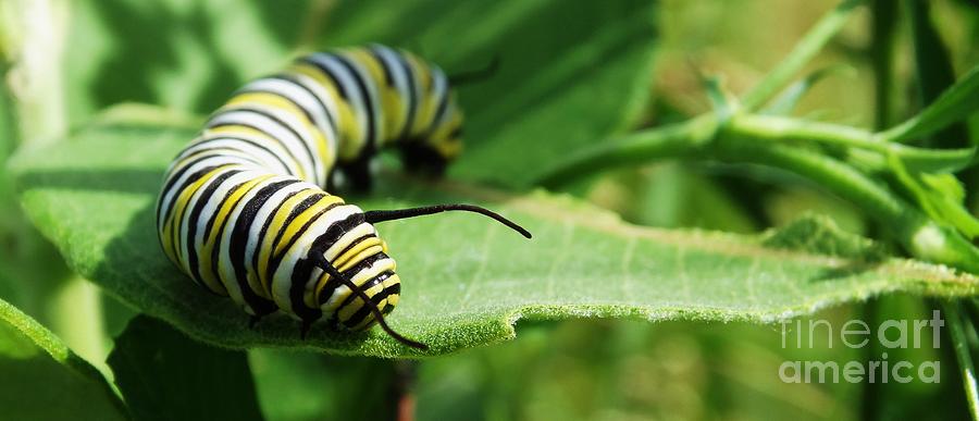 The Monarch Caterpillar Photograph by J L Zarek