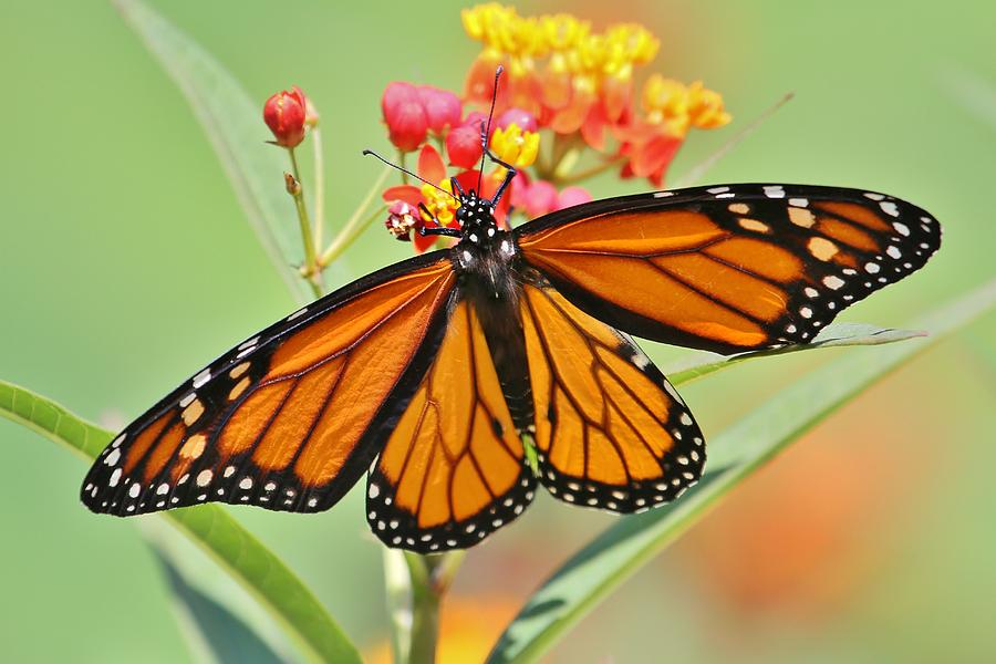 The Monarch Photograph By Christopher Miles Carter - Fine Art America