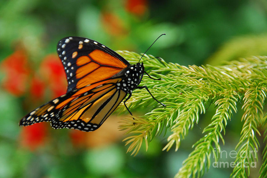 Butterfly Photograph - The Monarch by Cindy Manero
