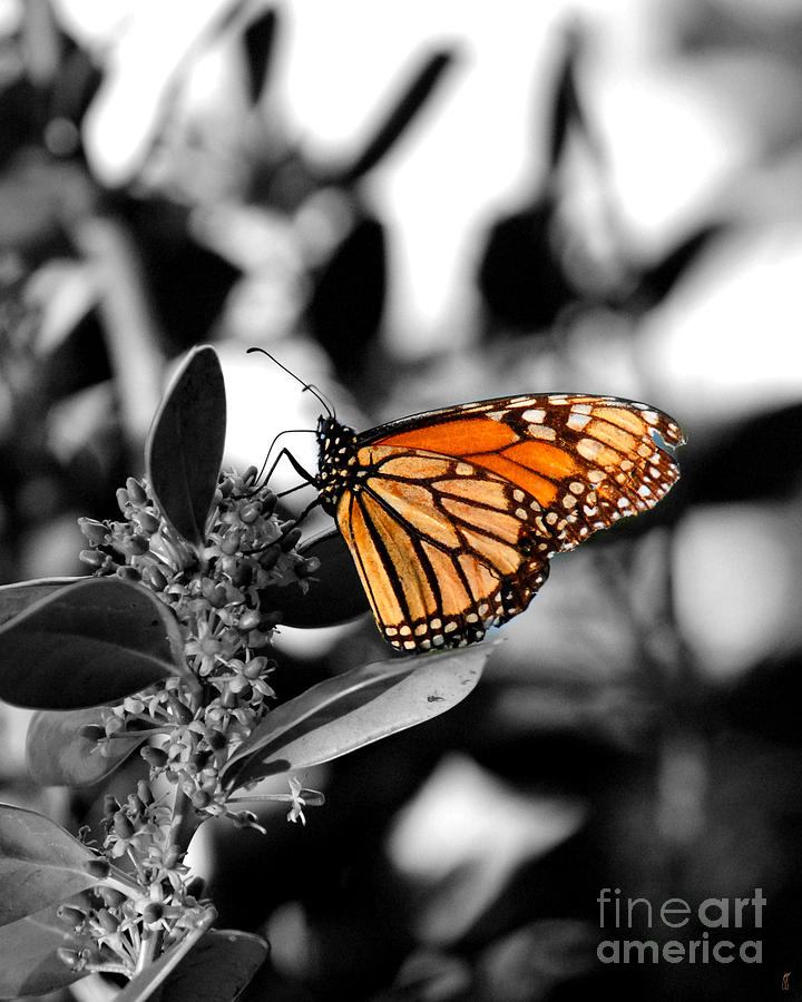 The Monarch Photograph by Jai Johnson