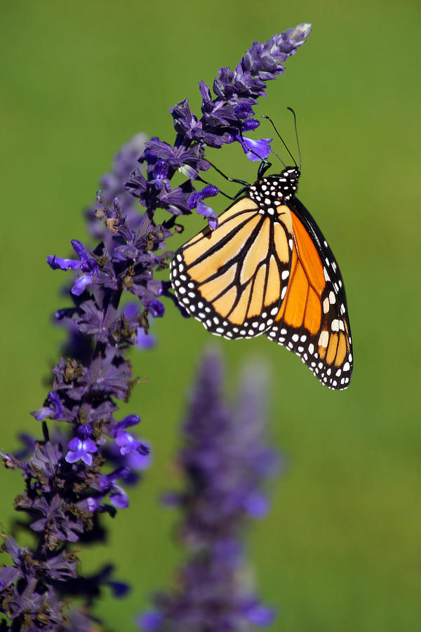 The Monarch Photograph by Leda Robertson