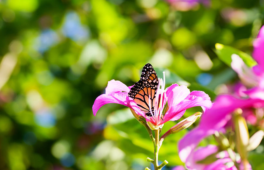 The Monarch of Maui Photograph by Tamara Dattilo - Fine Art America