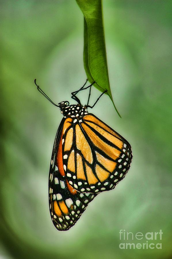 The Monarch Photograph by Peggy Hughes