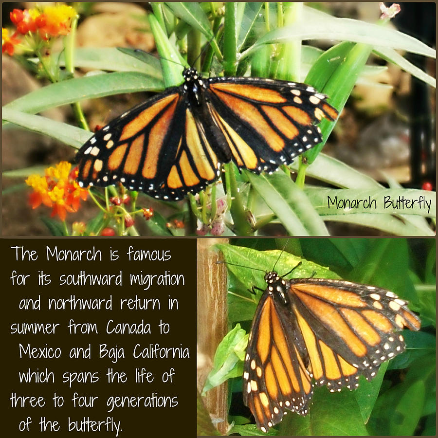 The Monarch Story Photograph by Mindy Bench