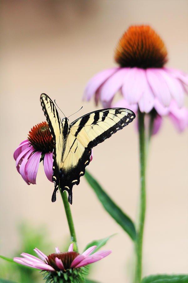 The Swallowtail Photograph by Trina  Ansel