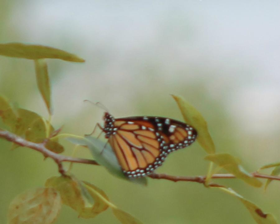 Butterfly Photograph - The Monark by Rhonda Humphreys