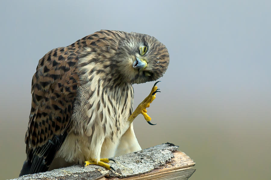 The Monday morning Kestrel... Photograph by Torbjorn Swenelius