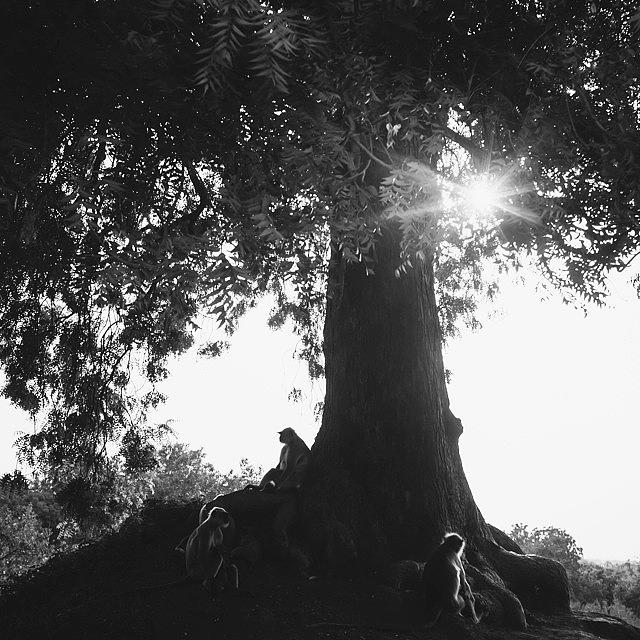 The Monkey Tree Photograph by Aleck Cartwright