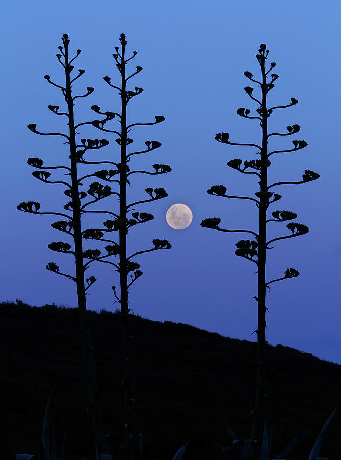 The Moon Rising Between Agave Trees Photograph by Luis Argerich/stocktrek Images