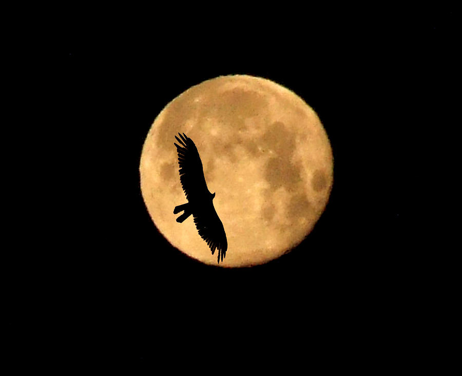 The Moonbird Photograph by Mark Alan Perry