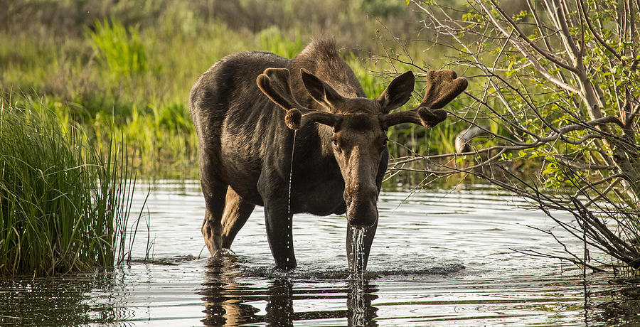 The Moose Pond Photograph by Sandy Sisti