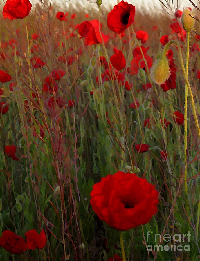 The morning of the red poppies Photograph by Amalia Suruceanu
